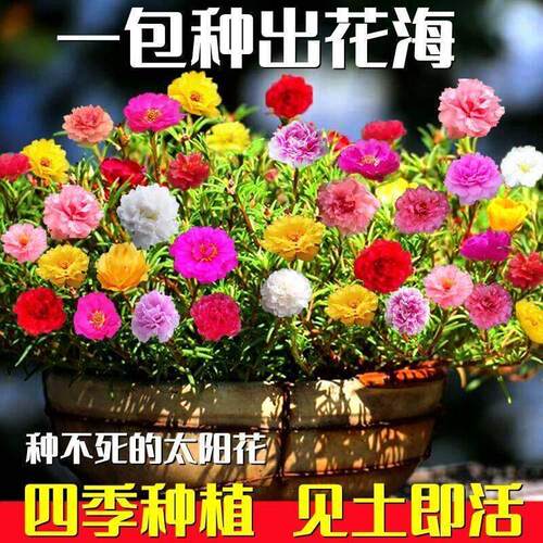 太阳花花籽种孑四季不断