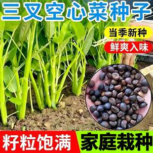 【割完又长】三叉空心菜耐热青菜新鲜当季蔬菜通心菜蕹菜多次采收