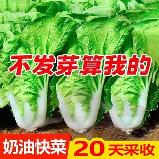 奶油快菜种子20天成熟耐热耐高温四季速生高产小白菜种子蔬菜种子