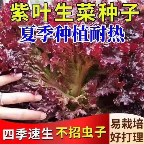 正品紫叶生菜种子四季紫色沙拉菜种子四季种植耐寒热庭院蔬菜种子