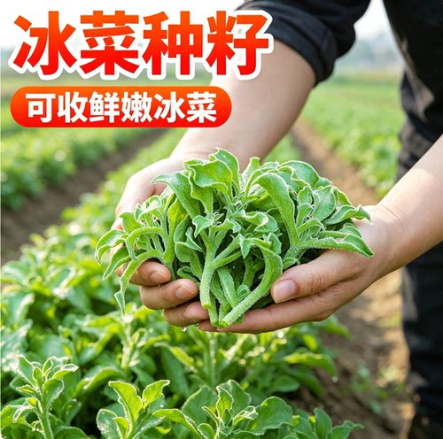 水晶冰菜种籽四季种植阳台蔬菜种子庭院盆栽冰草秧苗种植青菜种子