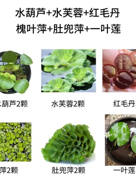 鱼缸水草造景套餐槐叶萍红毛丹水芙蓉一叶莲兔耳萍净化水草浮萍