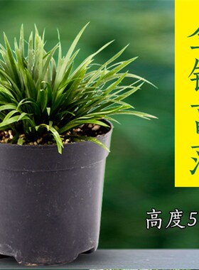 金钱菖蒲 微型吸水石上水石假山 小盆景 办公室绿植 盆栽 菖蒲草