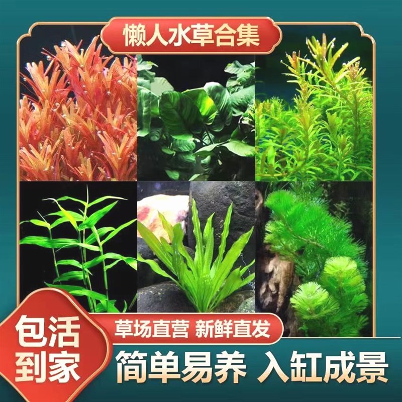 鱼缸活体水草植物水族箱造景装饰真水草中后景淡水有茎草水草套餐