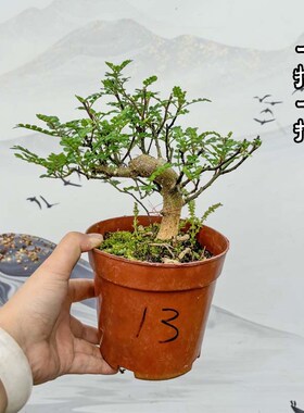 清香型胡椒木一物一拍盆景素材苗盆栽造型常绿植物庭院观叶植物