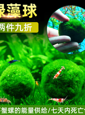 水族箱鱼缸造景观赏活体真水草生态球绿藻球生态瓶海藻球水藻球