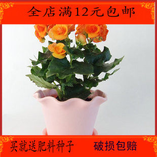 精品盆栽花卉玫瑰海棠 丽格秋海棠 丽格海棠 里拉秋海棠 海棠盆栽