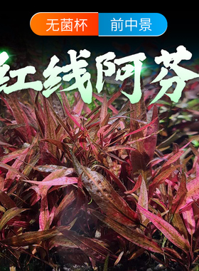 红线阿芬紫线椒草阴性红色前中景水草淡水植物新手无碳增氧鱼缸草