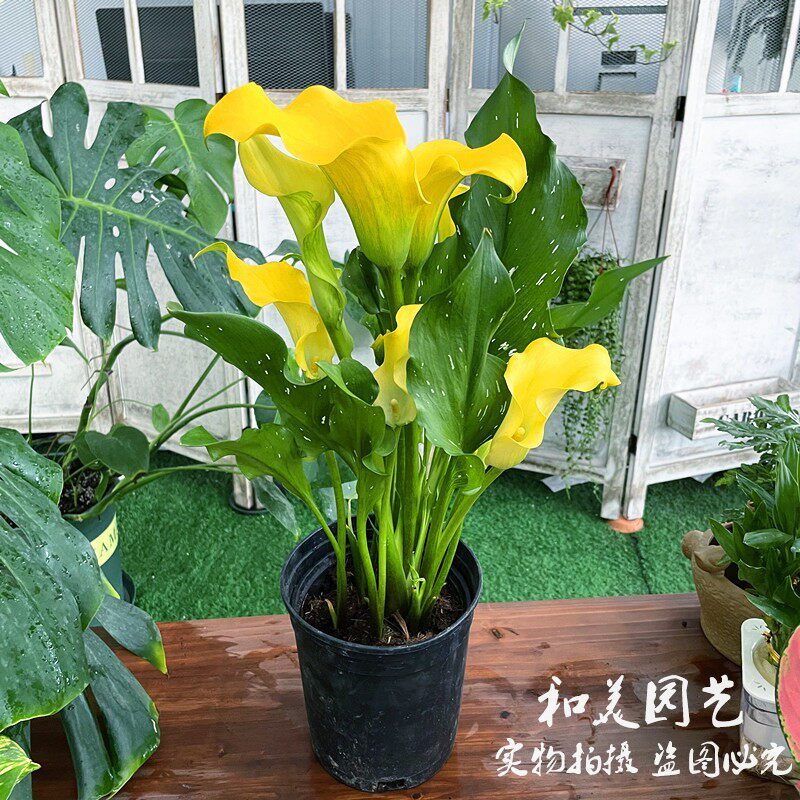 进口彩色马蹄莲 天喜彩马 庭院阳台盆栽花卉 多年生根球花卉 包邮
