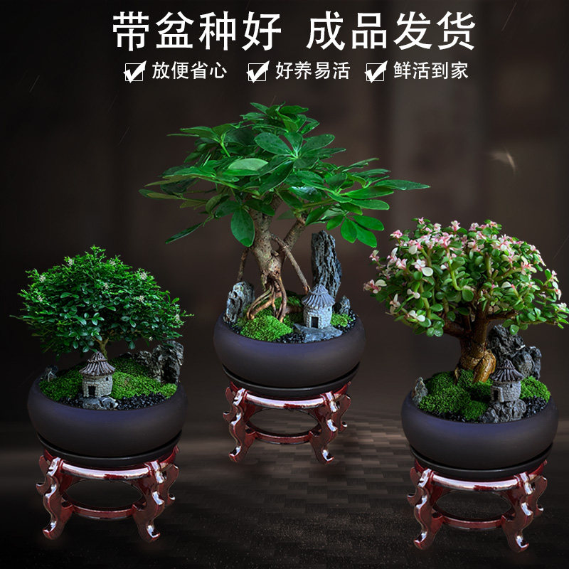 七叶莲招财树植物室内盆栽花卉办公室绿植桌面苔藓微景观摆件盆景