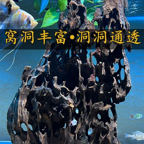 镂空虾木沉木天然风化鱼蟹窝洞躲避装饰小精品空凤榕鱼缸水草插植