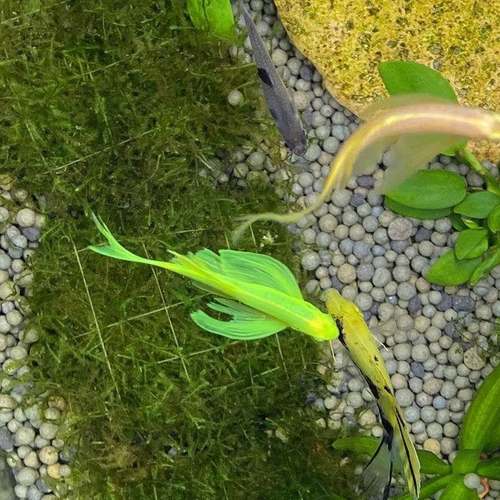 热带赏红蓝斑马WXX鱼小型鱼苗观赏金鱼蝶观翼精鱼品孔雀红绿灯科