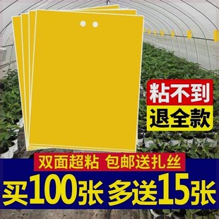 面粘虫黄板诱虫板柑橘子树针蜂粘苍蝇粘虫板蓟马篮板