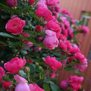 安吉拉月季盆栽庭院花园爬藤植物多季节丰花藤本月季耐热抗病好养