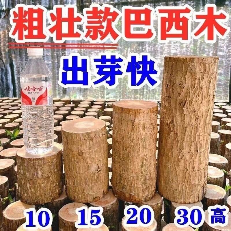 正宗巴西木大号超大号土培水培高度定制清仓巴西木老桩正宗发财树