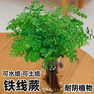 铁线蕨彩虹蕨银线蕨 铁线蕨狼尾蕨棉花糖蕨吉姆蕨客厅摆放花