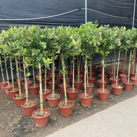 香水柠檬网红棒棒糖高杆柠檬树盆栽室内客厅阳台四季大型植物花卉