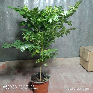 幸福树独杆一盆四季常青耐寒耐热