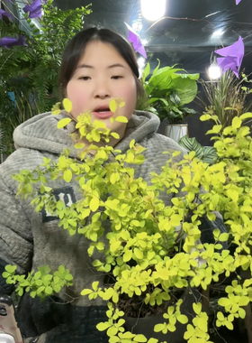 黄金喷泉 别墅庭院花园花镜绿植绿化带造景四季不落叶