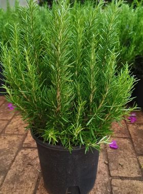 驱蚊薄荷迷迭香别墅庭院花园花镜绿植绿化带造景四季不落叶