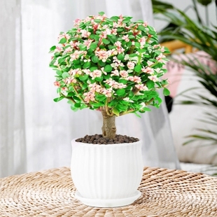 金枝玉叶棒棒糖15.8一盆25.8两盆。 雅乐之舞