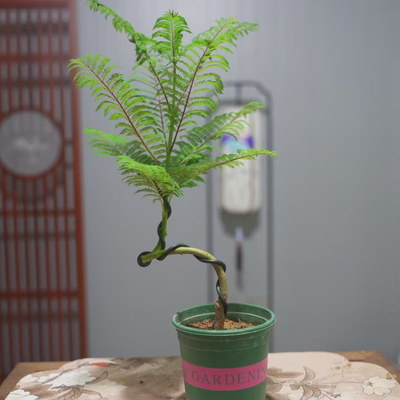 蓝花楹盆栽绿植盆栽客厅阳台植物懒人植物好养易活净化空气