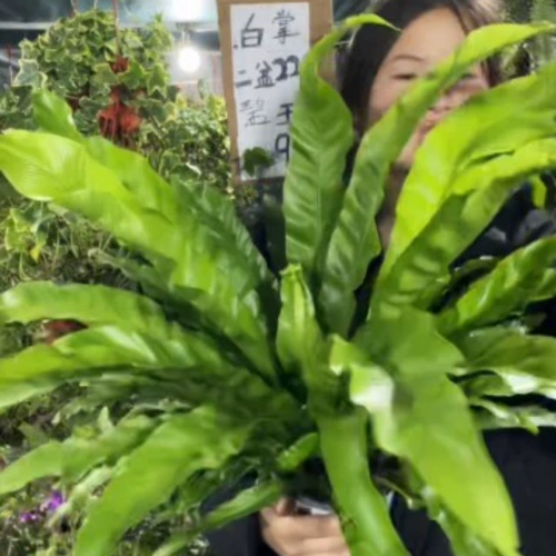 千花阁绿植展叶鸟巢蕨盆栽水培绿植室内北欧好养净化空气观叶绿植