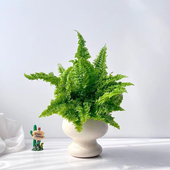 棉花糖蕨蕾丝蕨盆栽玛丽莎蕨网红造景植物ins奶油风蕨类挂壁盆栽