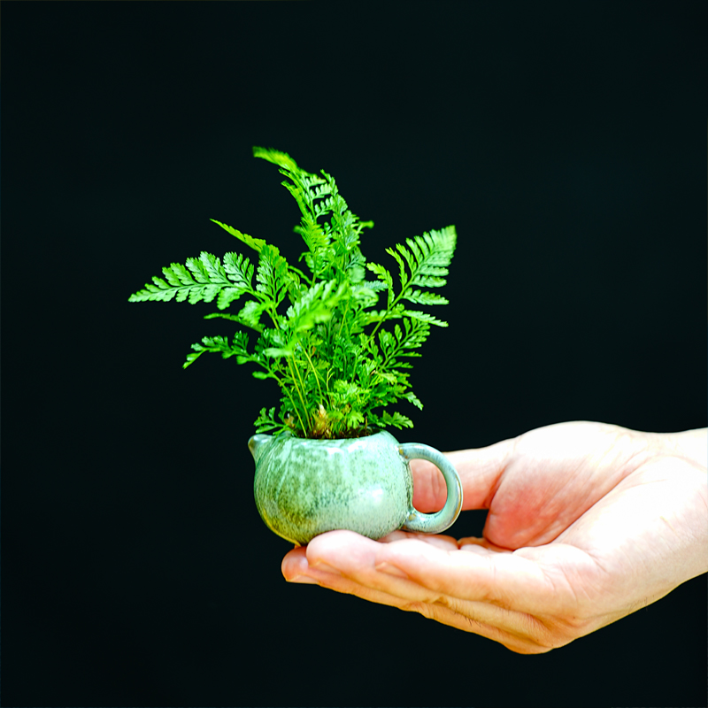 蕨类植物狼尾蕨迷你盆栽小型桌面绿植好养办公室内耐阴微型盆景