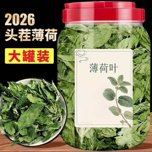 新鲜薄荷叶干薄荷茶叶散装非特级食用泡茶泡水喝的东西清凉茶