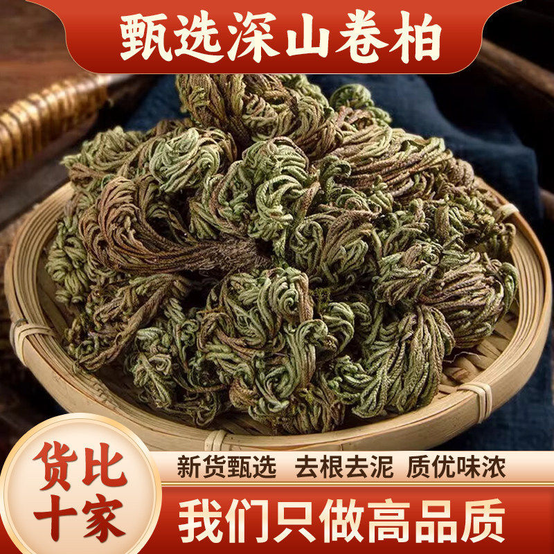 云南中药材卷柏 九死还魂草 老