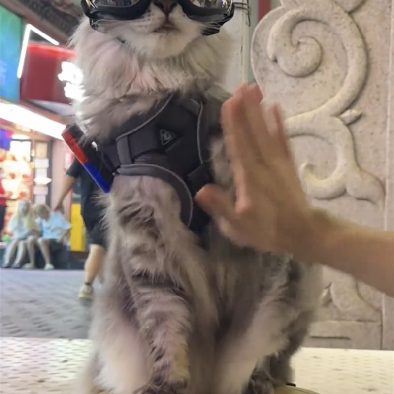 网红猫咪牵引绳背心式外出缅因猫防挣脱遛猫绳自动伸缩背带溜猫链