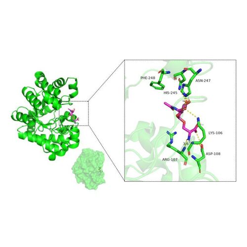 分子对接计算 蛋白-小分子 蛋白-蛋白/多肽/DNA/RNA