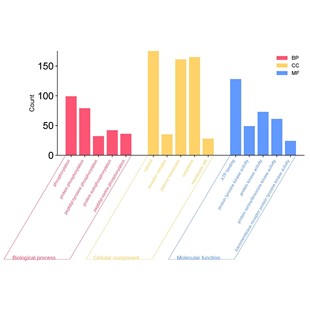 网络药理学,GO富集分析图和KEGG富集分析气泡图/横向纵向柱状图