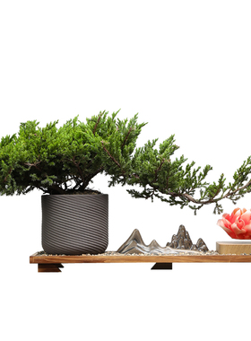 新中式真树迎客松花朵磁悬浮地柏盆景摆件玄关客厅办公室造景装饰
