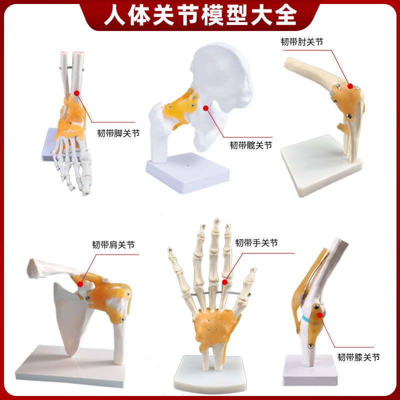 人体关节骨骼解剖模型附韧带教学 骨科N肩肘腕膝髋关节模型