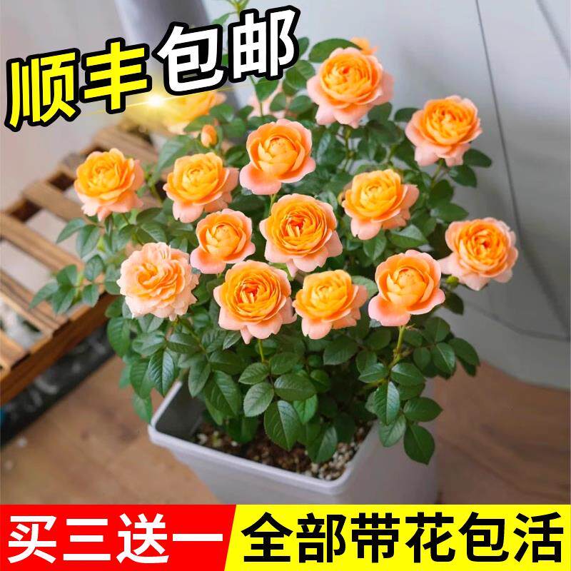 果汁阳台月季花苗盆栽特大花持续开花阳台观赏植物花期带花好养活