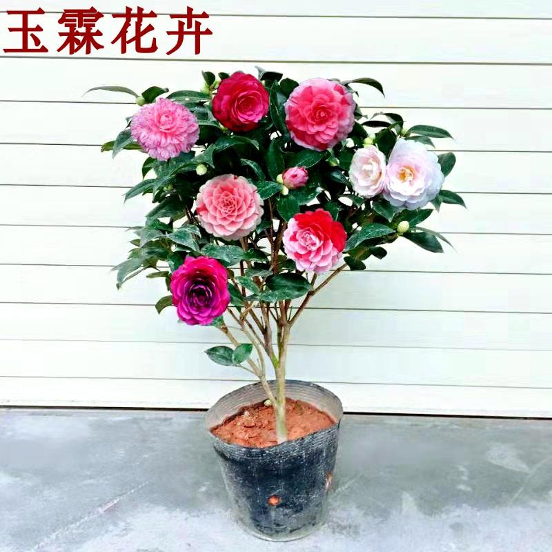 龙岩正版原生五色赤丹茶花多色花苞树苗四季常青阳台庭院绿植盆栽