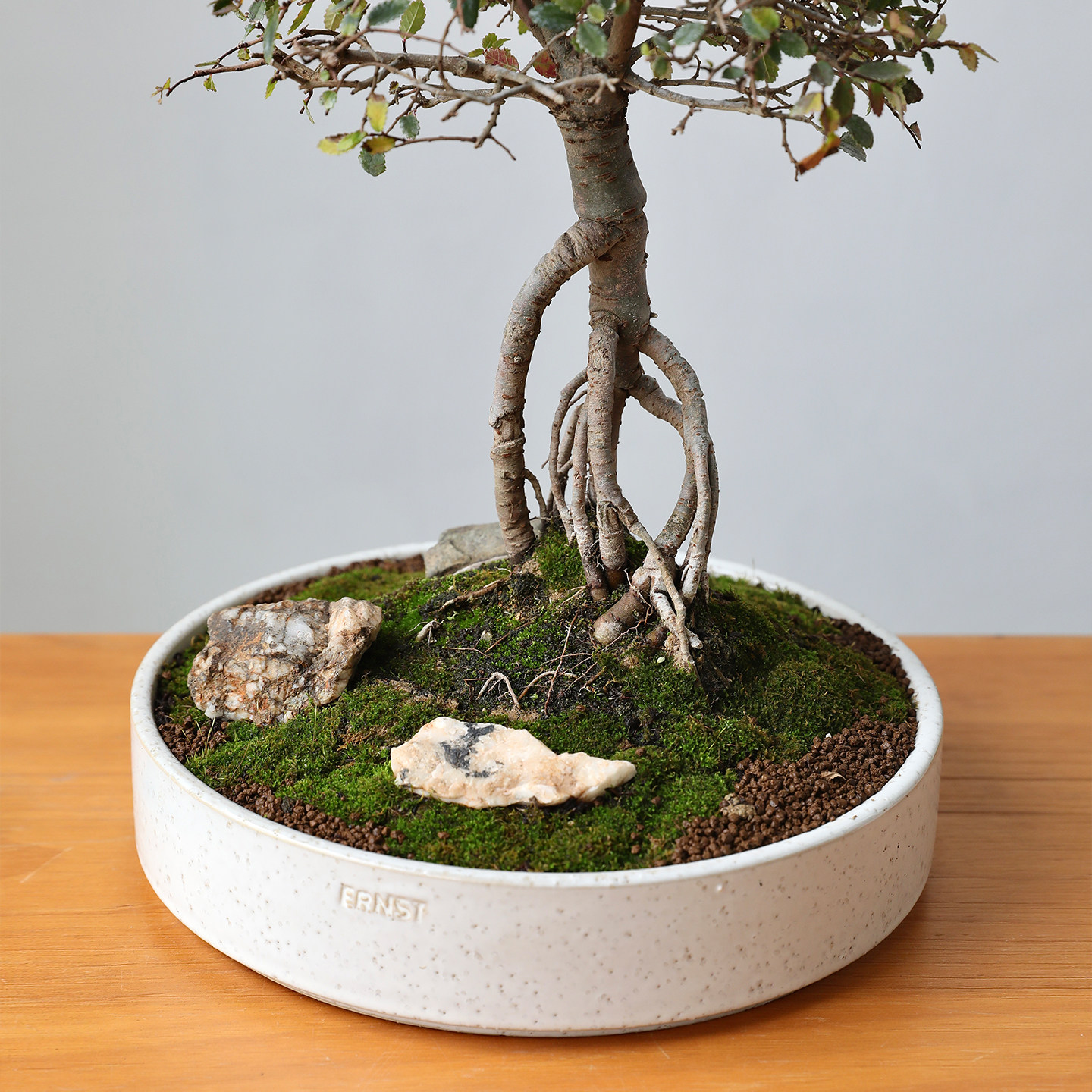 大口径圆形陶瓷花盆苔藓微景观盆景白色桌面矮盆花艺插花无孔水培