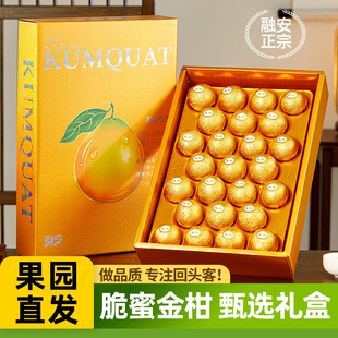 正宗 脆蜜金柑 广西融安第三代金桔高端礼盒费列罗装奢金独立包装