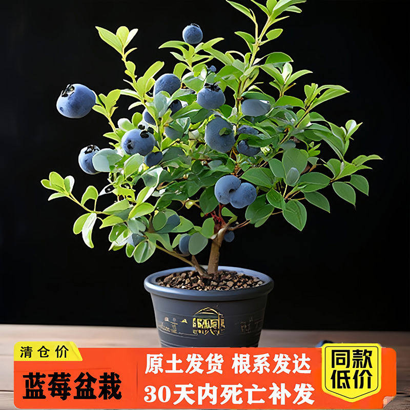 蓝莓树盆栽果苗蓝莓苗地栽果苗带大果南北方种植苗兔眼绿宝石