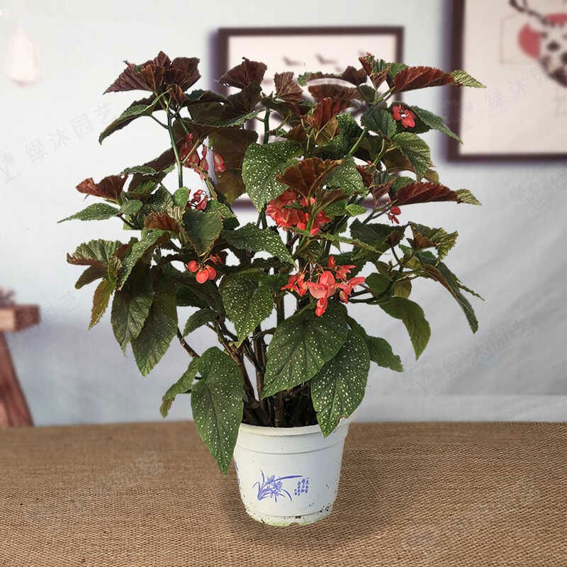 竹节海棠花卉盆栽大叶斑点易活四季阳台观叶秋海棠木本绿植物
