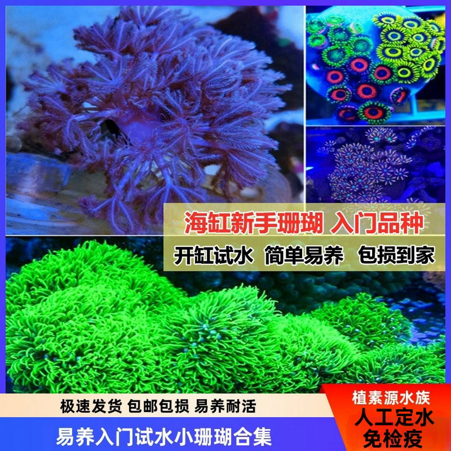 珊瑚活物荧光长须绿草皮闪千手皮革手星奶嘴海葵纽扣海缸新手套餐