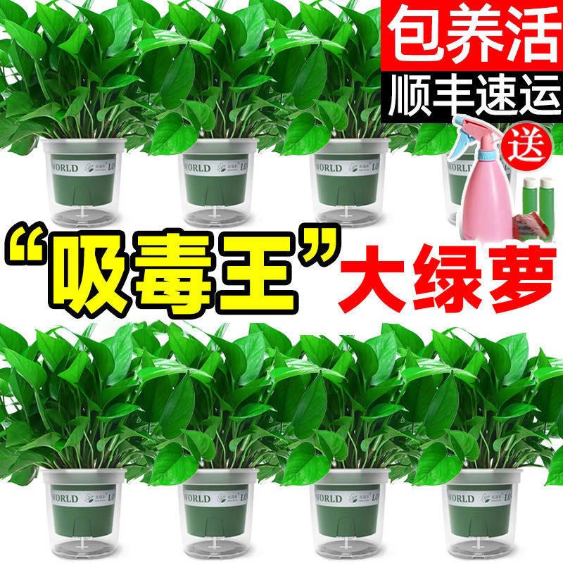 绿萝盆栽室内植物花卉绿植水培长藤垂吊大叶绿箩家用新房吸除