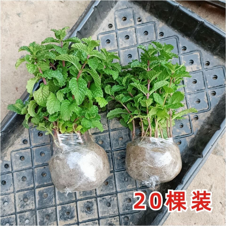 薄荷盆栽留兰香可食用四季常青好养易活可水培客厅桌面绿植清