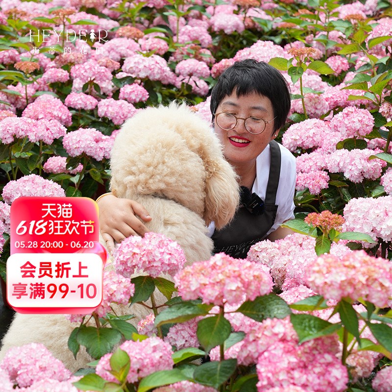 海蒂的花园旗舰店恋物语阳台庭院重瓣大花绣球花卉盆栽植物花苗
