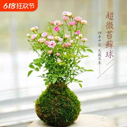 带花迷你微型四季开花姬月季阳台桌面水培好养花卉苔藓球鲜花