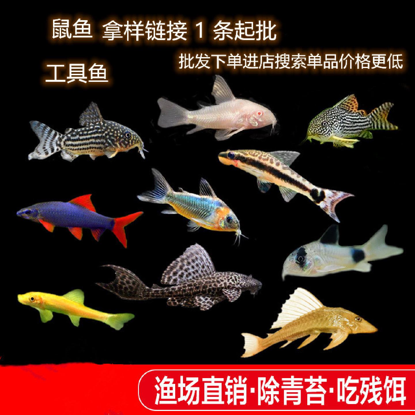 老鼠鱼清道夫垃圾除藻异形工具鱼清鱼便底栖鱼小型淡水热带鱼批发