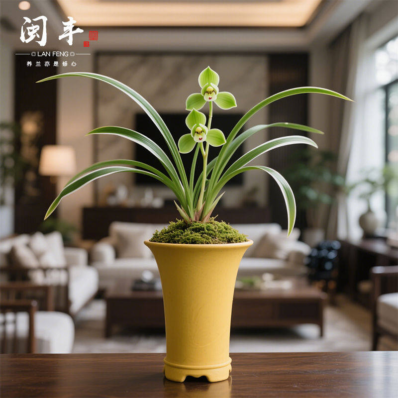 【绿荷仙】兰花苗细叶春兰名贵盆栽花卉植物浓香兰草国兰室内,鲜花速递/花卉仿真/绿植园艺,国兰/杂交兰/洋兰类,淘宝优惠券,粉丝福利购,淘宝优惠卷