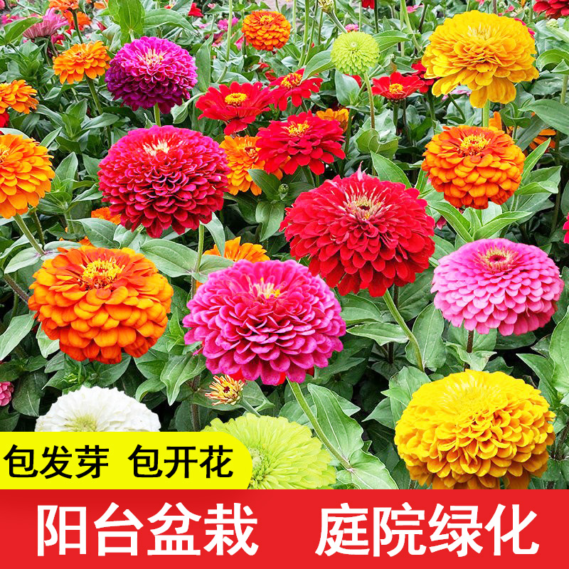 百日草花籽重瓣矮杆百日菊花种子